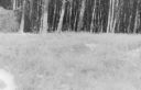 3-21-2015_9-47-3_005.jpg